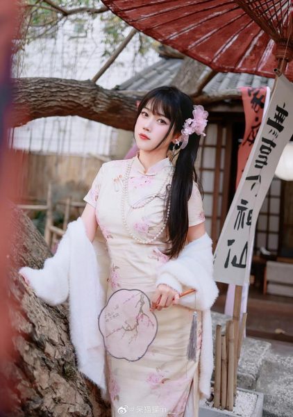摄影不呆猫写真图，沉浸美好的心灵疗愈