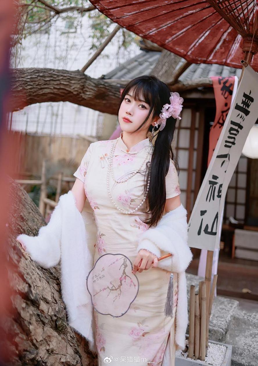摄影不呆猫写真图，沉浸美好的心灵疗愈